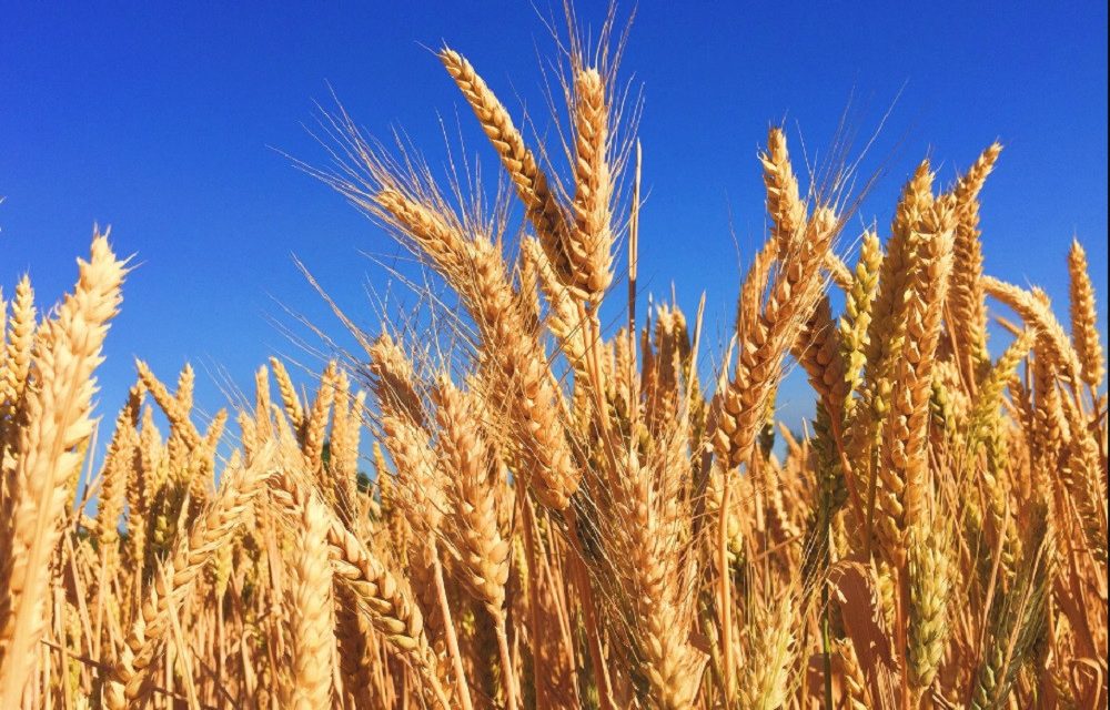 Krisis Gandum Global Mendorong Beralih Ke Substitusi Lokal