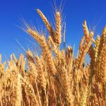 Krisis Gandum Global Mendorong Beralih Ke Substitusi Lokal