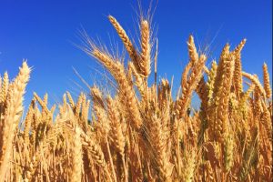 Krisis Gandum Global Mendorong Beralih Ke Substitusi Lokal