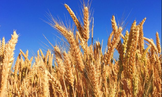 Krisis Gandum Global Mendorong Beralih Ke Substitusi Lokal
