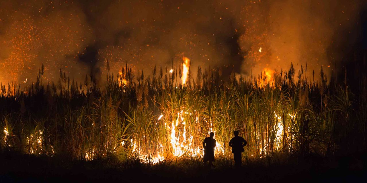 Thailand Tindak Tegas Petani Bakar Lahan Demi Atasi Polusi Kabut