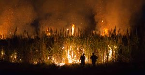 Thailand Tindak Tegas Petani Bakar Lahan Demi Atasi Polusi Kabut