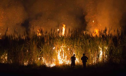 Thailand Tindak Tegas Petani Bakar Lahan Demi Atasi Polusi Kabut