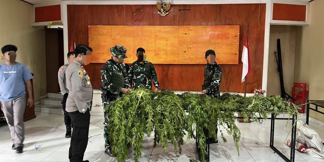 Satgas TNI Temukan Ladang Ganja Luas Di Pegunungan Bintang