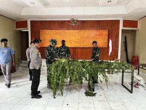 Satgas TNI Temukan Ladang Ganja Luas Di Pegunungan Bintang