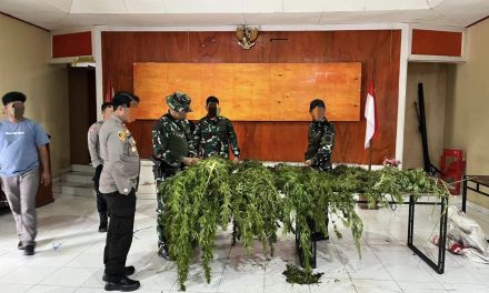 Satgas TNI Temukan Ladang Ganja Luas Di Pegunungan Bintang