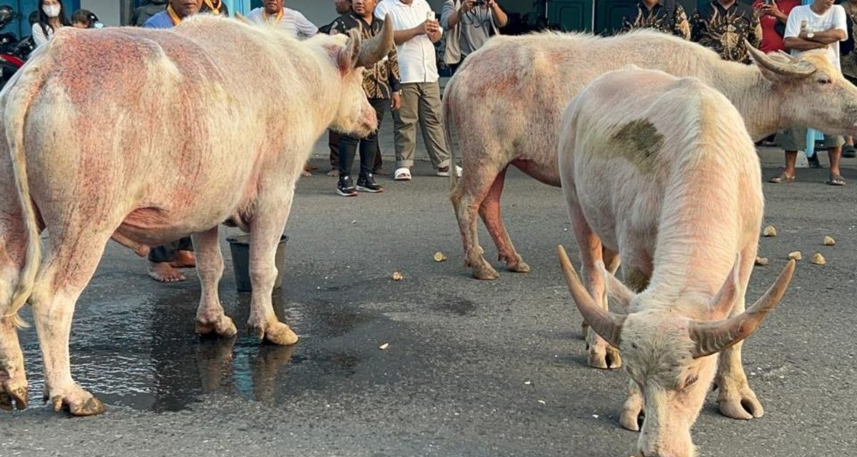 Persiapan Kirab 1 Suro, 5 Kebo Bule Keraton Solo Rutin Di Latih