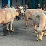 Persiapan Kirab 1 Suro, 5 Kebo Bule Keraton Solo Rutin Di Latih