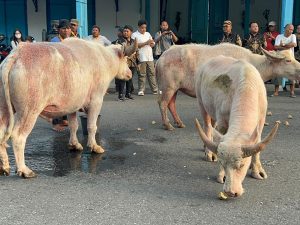 Persiapan Kirab 1 Suro, 5 Kebo Bule Keraton Solo Rutin Di Latih