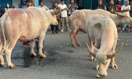 Persiapan Kirab 1 Suro, 5 Kebo Bule Keraton Solo Rutin Di Latih