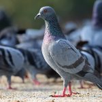 Studi Ungkap Burung Merpati Terbang Menggunakan Fungsi Hati