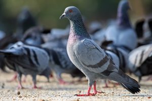 Studi Ungkap Burung Merpati Terbang Menggunakan Fungsi Hati