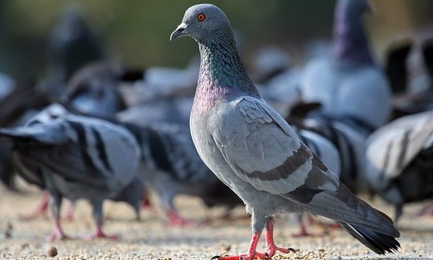 Studi Ungkap Burung Merpati Terbang Menggunakan Fungsi Hati