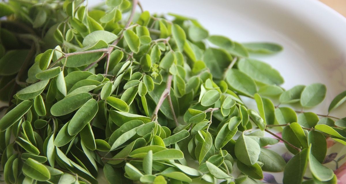 Daun Kelor Kering Organik Flores Timur Banjir Order Dari Jerman