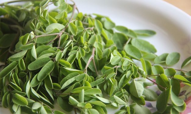 Daun Kelor Kering Organik Flores Timur Banjir Order Dari Jerman