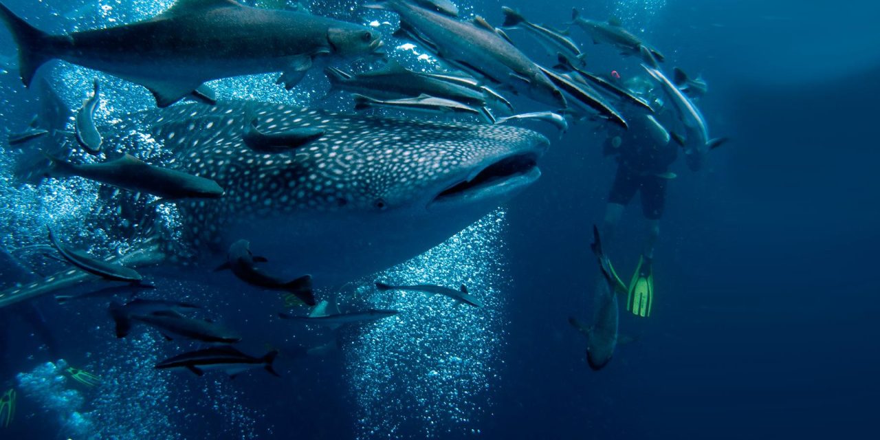 Ekuador Perluas Suaka Laut Galápagos Untuk Hiu Paus