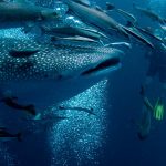 Ekuador Perluas Suaka Laut Galápagos Untuk Hiu Paus