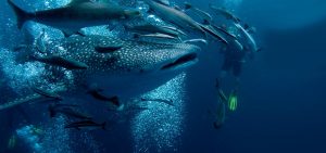 Ekuador Perluas Suaka Laut Galápagos untuk Hiu Paus