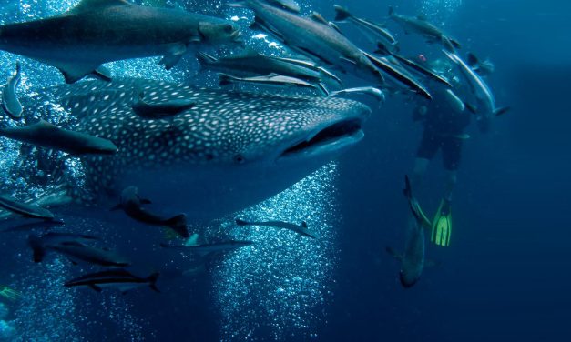 Ekuador Perluas Suaka Laut Galápagos Untuk Hiu Paus